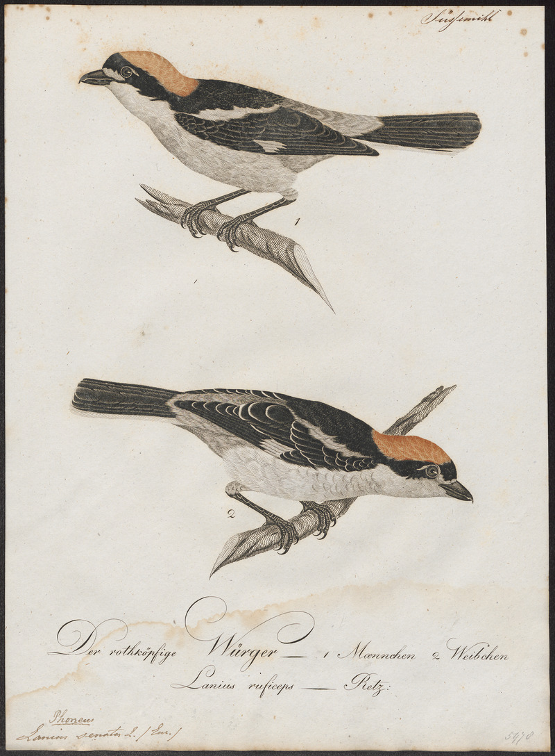 Lanius senator - 1800-1812 - Print - Iconographia Zoologica - Special Collections University of Amsterdam - UBA01 IZ16600435.jpg