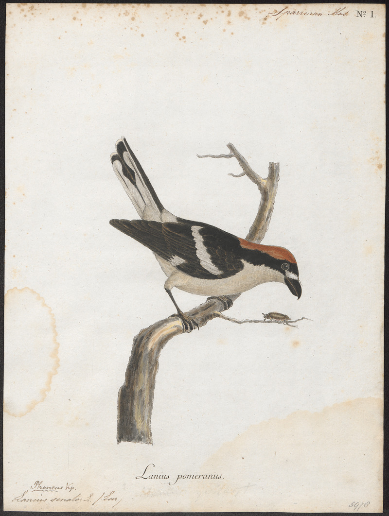 Lanius senator - 1786-1789 - Print - Iconographia Zoologica - Special Collections University of Amsterdam - UBA01 IZ16600429.jpg