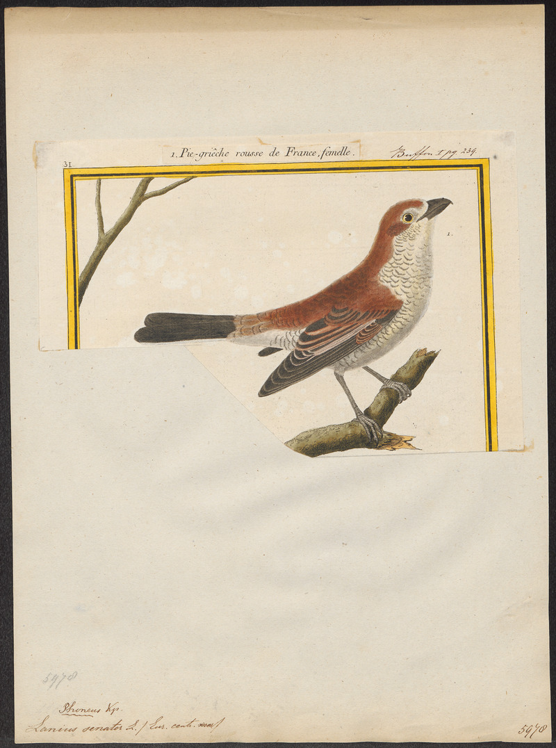 Lanius senator - 1700-1880 - Print - Iconographia Zoologica - Special Collections University of Amsterdam - UBA01 IZ16600433.jpg