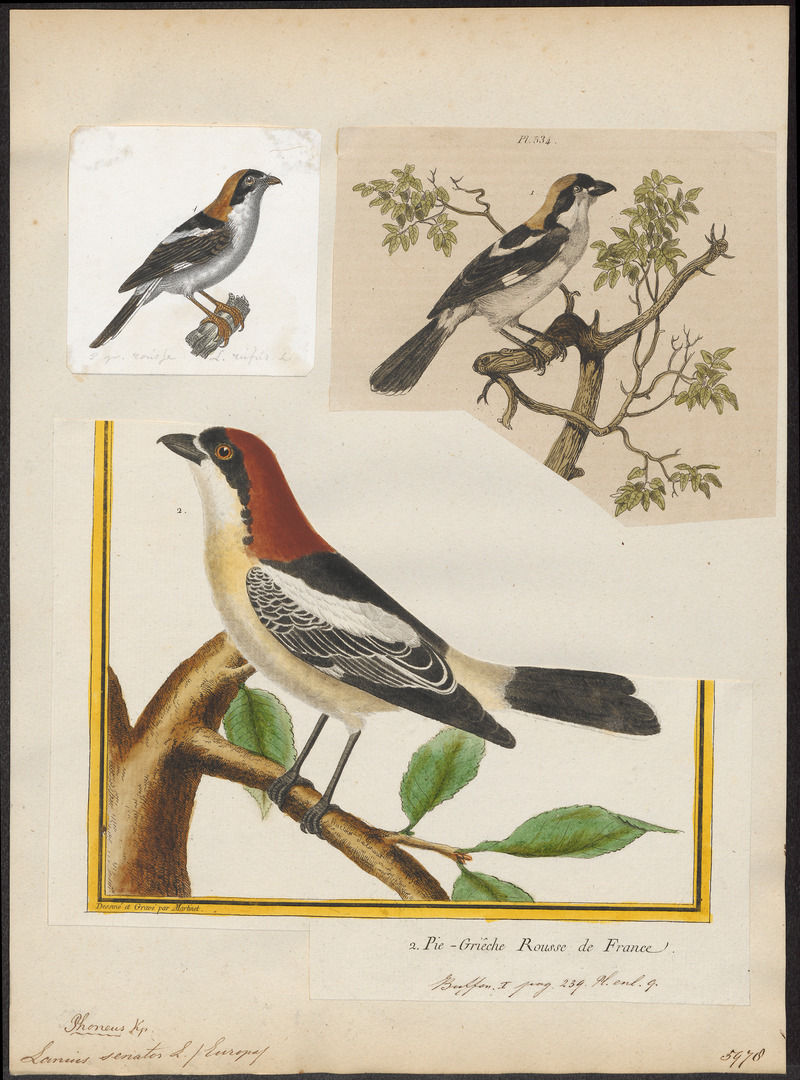 Lanius senator - 1700-1880 - Print - Iconographia Zoologica - Special Collections University of Amsterdam - UBA01 IZ16600431.jpg