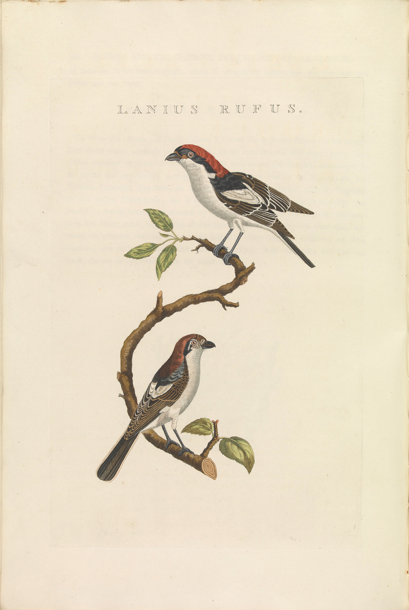Nederlandsche vogelen (KB) - Lanius senator (468b).jpg