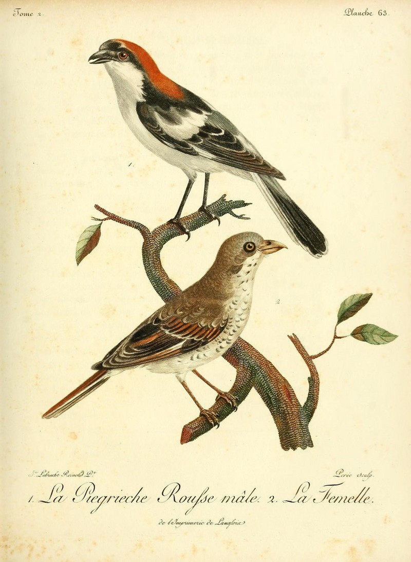 Histoire naturelle des oiseaux d'Afrique (10170636454).jpg