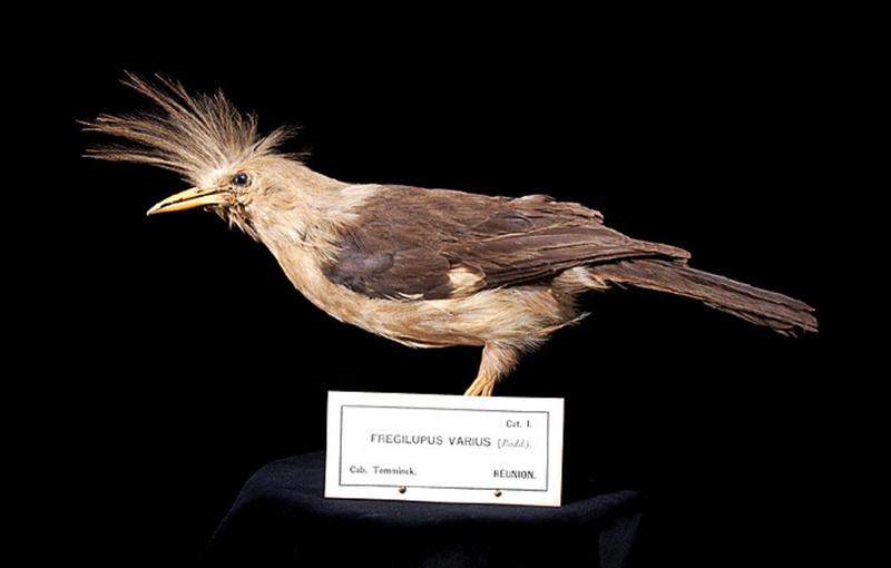 Naturalis Biodiversity Center - RMNH.AVES.110050 - Fregilupus varius (Boddaert, 1783) - Réunion Starling - specimen - lateral view.jpeg