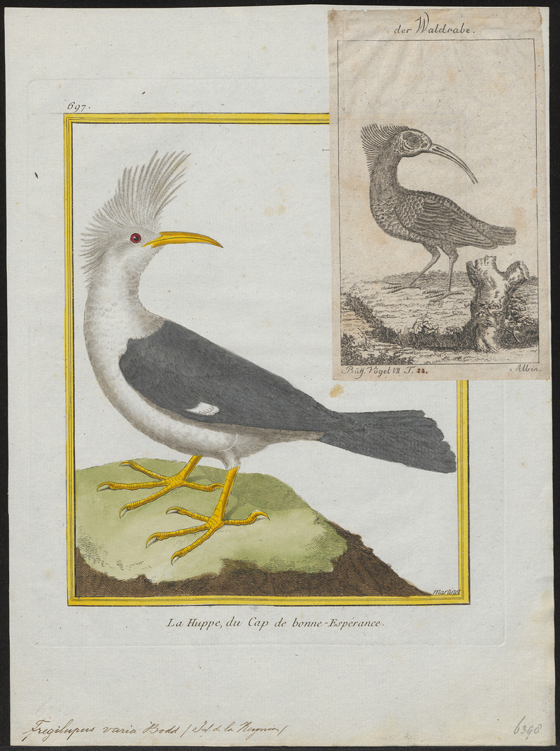 Fregilupus varia - 1700-1880 - Print - Iconographia Zoologica - Special Collections University of Amsterdam - UBA01 IZ15800173.jpg