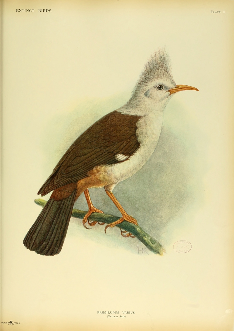 Extinct.birds.1907 P1 Fregilupus varius.0281.png