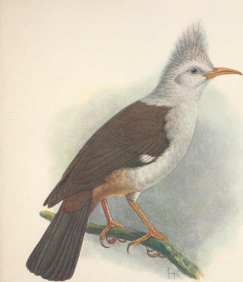 Extinct birds - Rothschild 1907 (14566064217).jpg