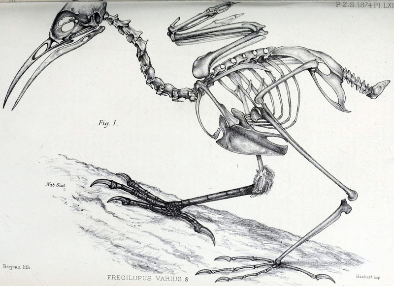 Fregilupus varius skeleton.jpg