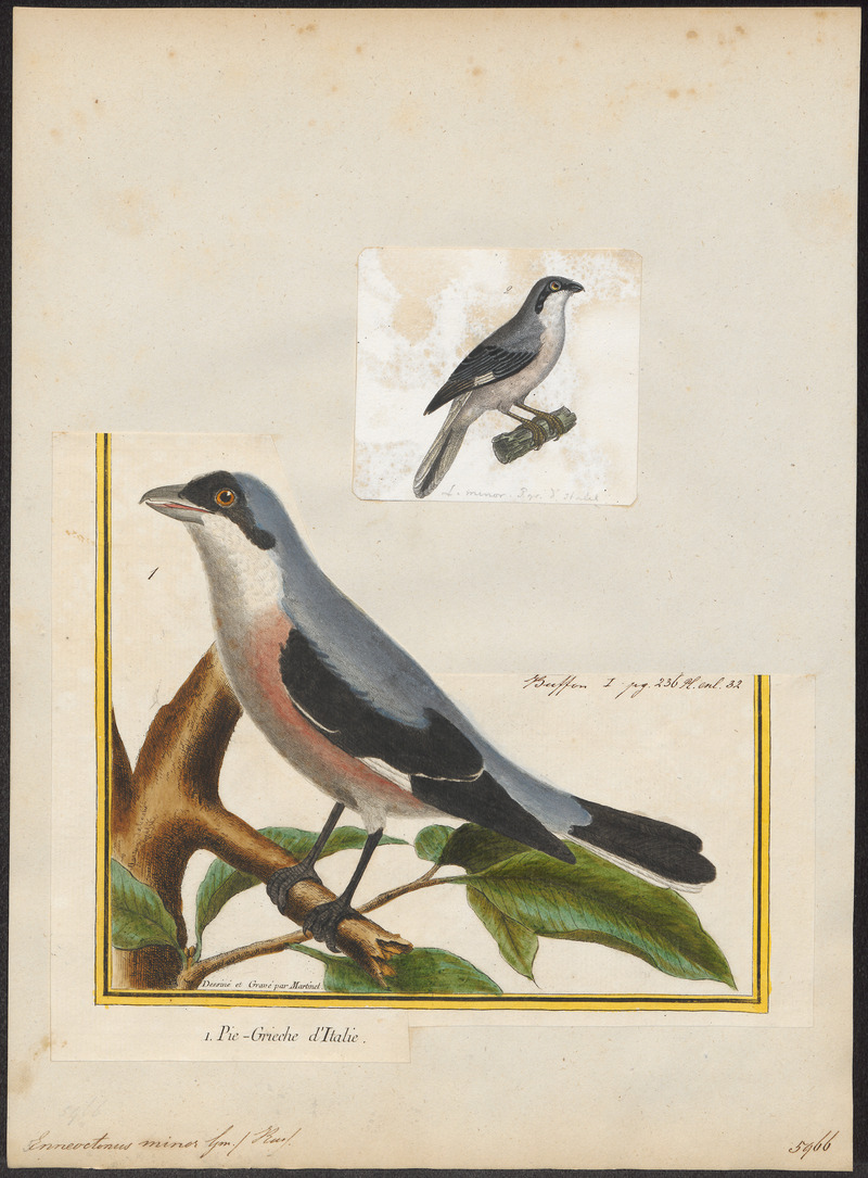 Enneoctonus minor - 1700-1880 - Print - Iconographia Zoologica - Special Collections University of Amsterdam - UBA01 IZ16600417.jpg