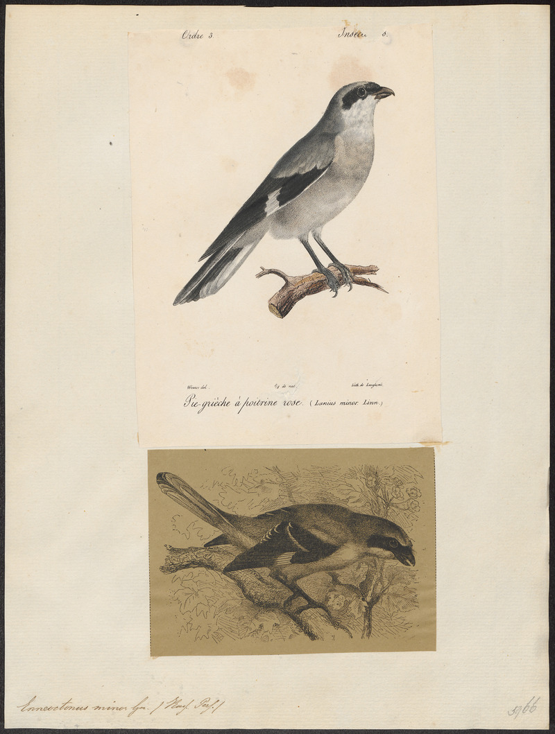 Enneoctonus minor - 1700-1880 - Print - Iconographia Zoologica - Special Collections University of Amsterdam - UBA01 IZ16600419.jpg