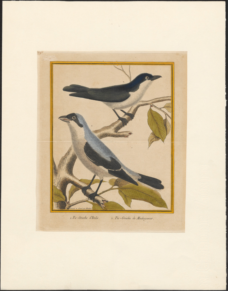 Enneoctonus minor - 1796-1799 - Print - Iconographia Zoologica - Special Collections University of Amsterdam - UBA01 IZAA100181.jpg
