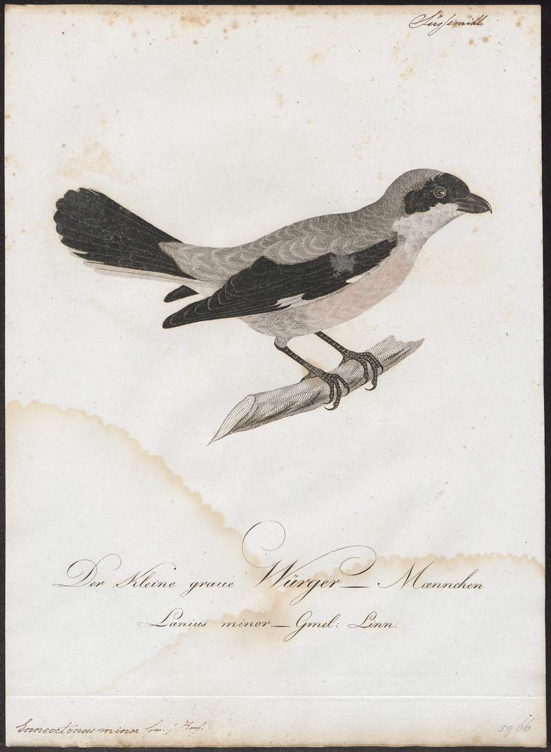 Enneoctonus minor - 1800-1812 - Print - Iconographia Zoologica - Special Collections University of Amsterdam - UBA01 IZ16600441.jpg