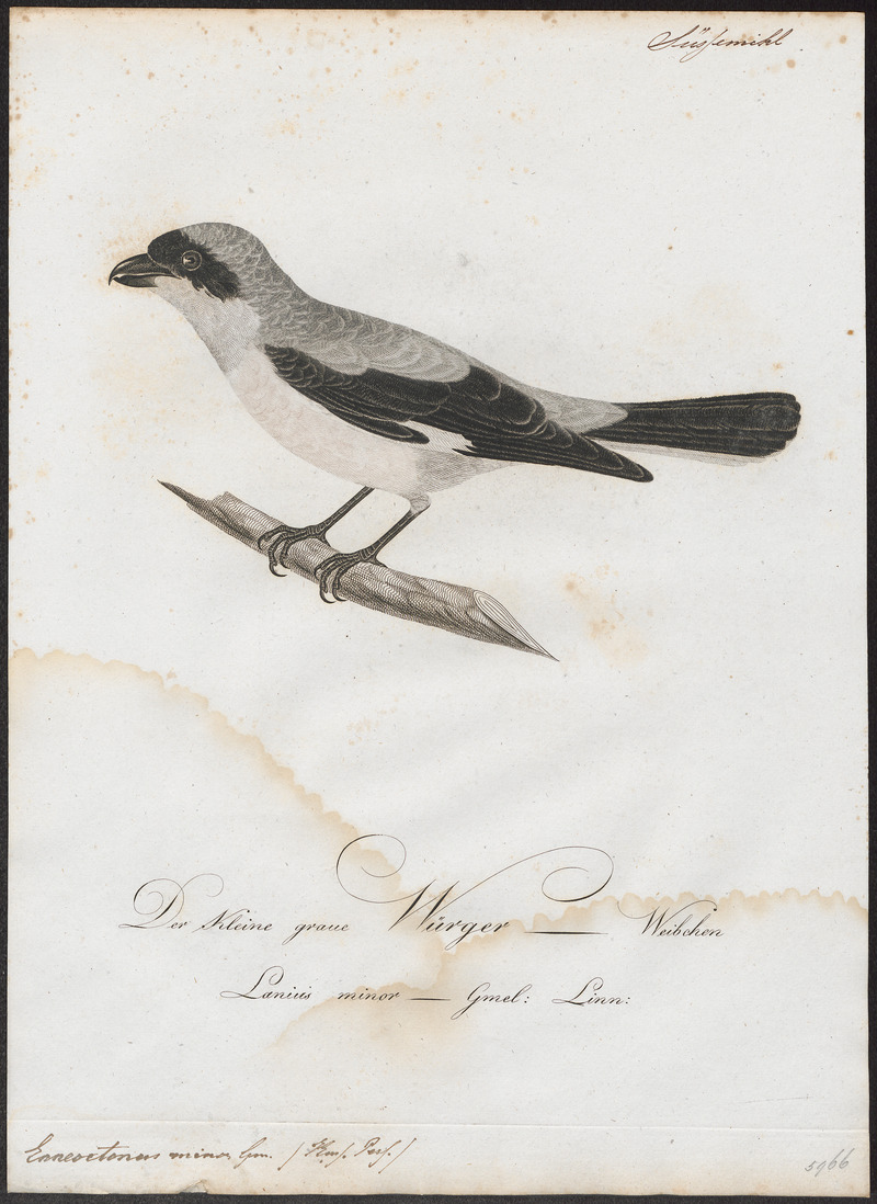 Enneoctonus minor - 1800-1812 - Print - Iconographia Zoologica - Special Collections University of Amsterdam - UBA01 IZ16600443.jpg