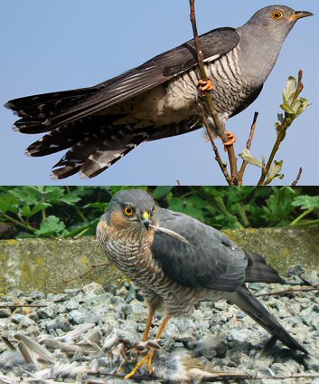 European Cuckoo Mimics Sparrowhawk - European Cuckoo. Cuculus canorus, Eurasian Sparrowhawk, Accipiter nisus.jpg