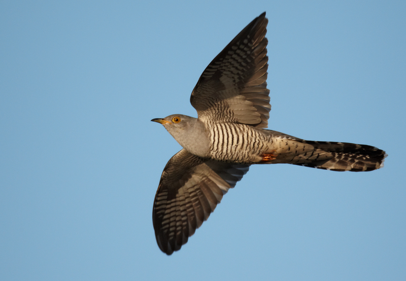 Cuculus canorus vogelartinfo - common cuckoo (Cuculus canorus).jpg
