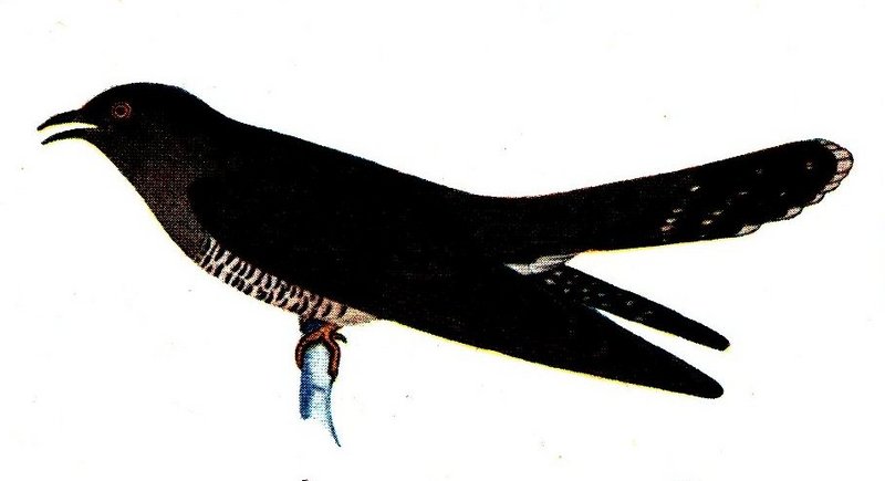 Cululus canorus(1925).jpg