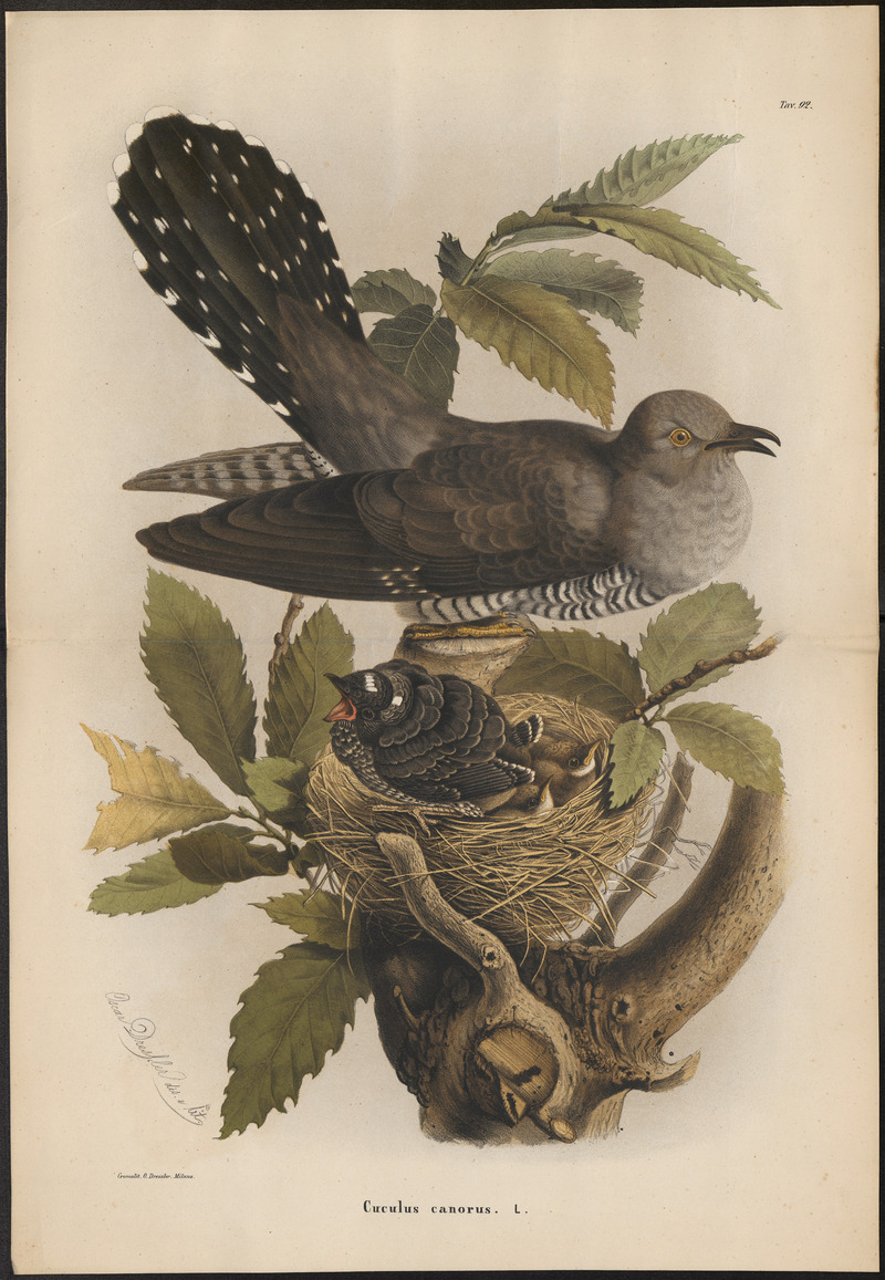 Cuculus canorus - 1700-1880 - Print - Iconographia Zoologica - Special Collections University of Amsterdam - UBA01 IZ18800217.jpg