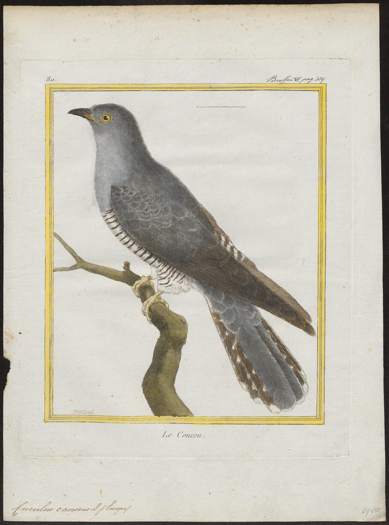 Cuculus canorus - 1700-1880 - Print - Iconographia Zoologica - Special Collections University of Amsterdam - UBA01 IZ18800219.jpg