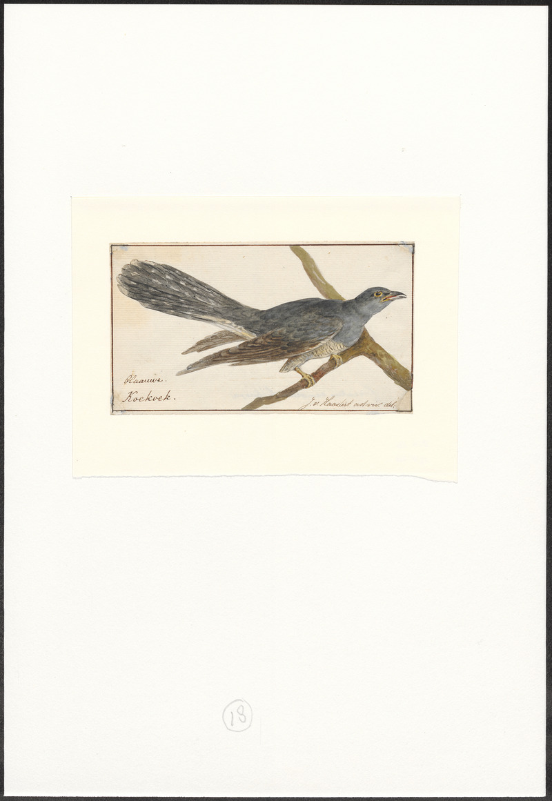 Cuculus canorus - 1753-1834 - Print - Iconographia Zoologica - Special Collections University of Amsterdam - UBA01 IZA1000236.jpg