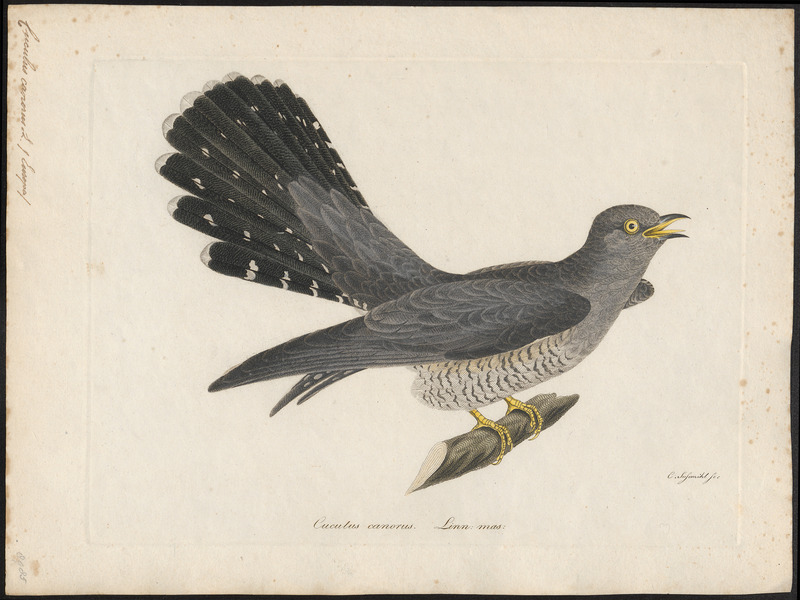 Cuculus canorus - 1800-1812 - Print - Iconographia Zoologica - Special Collections University of Amsterdam - UBA01 IZ18800211.jpg