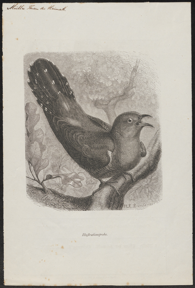 Cuculus canorus - 1882-1883 - Print - Iconographia Zoologica - Special Collections University of Amsterdam - UBA01 IZ18800213.jpg