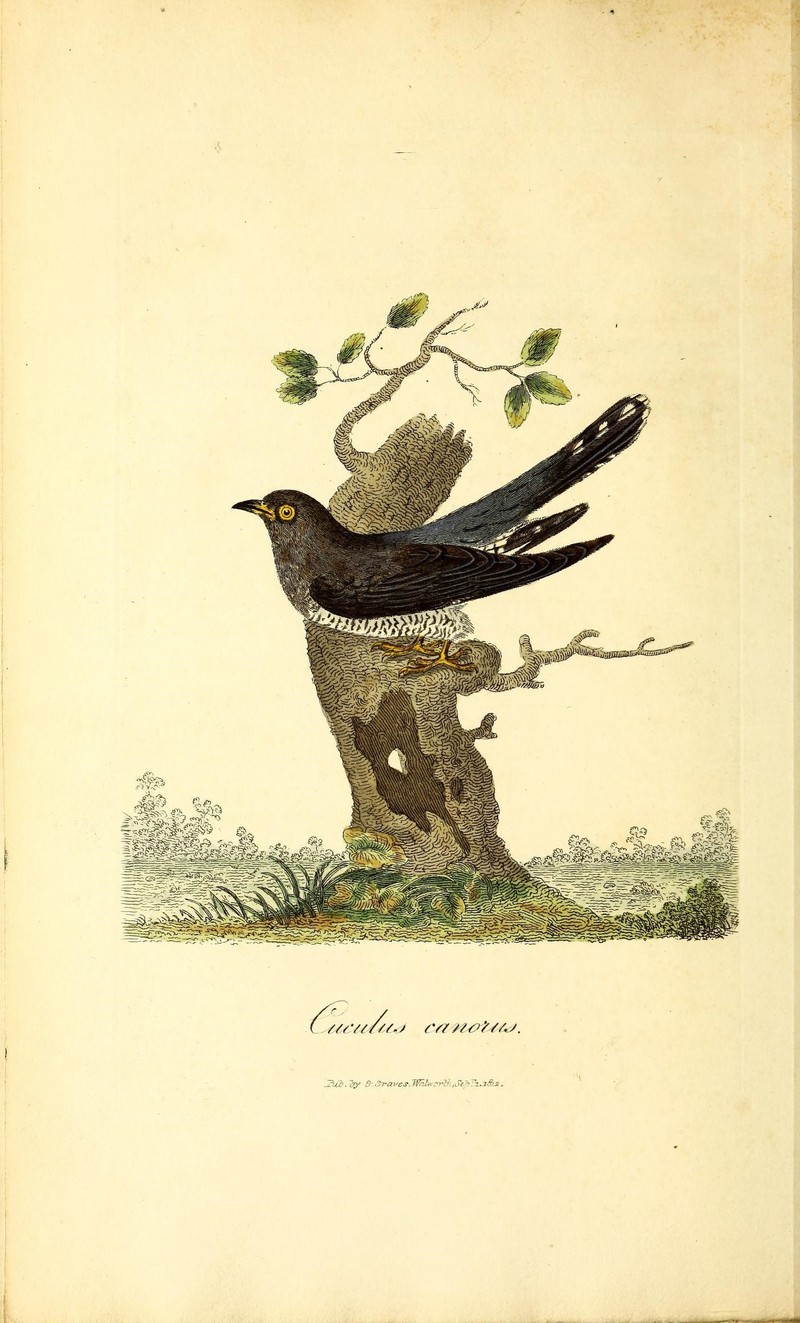 British ornithology (18775343109).jpg