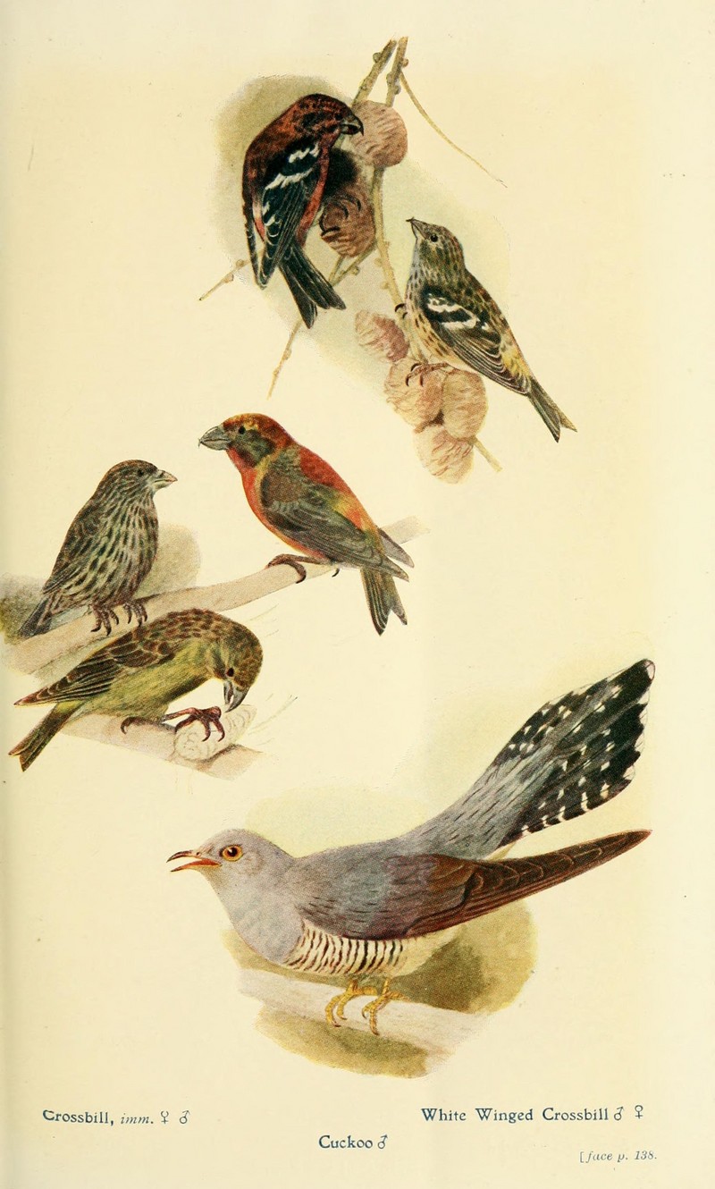 British birds in their haunts (9785660803).jpg
