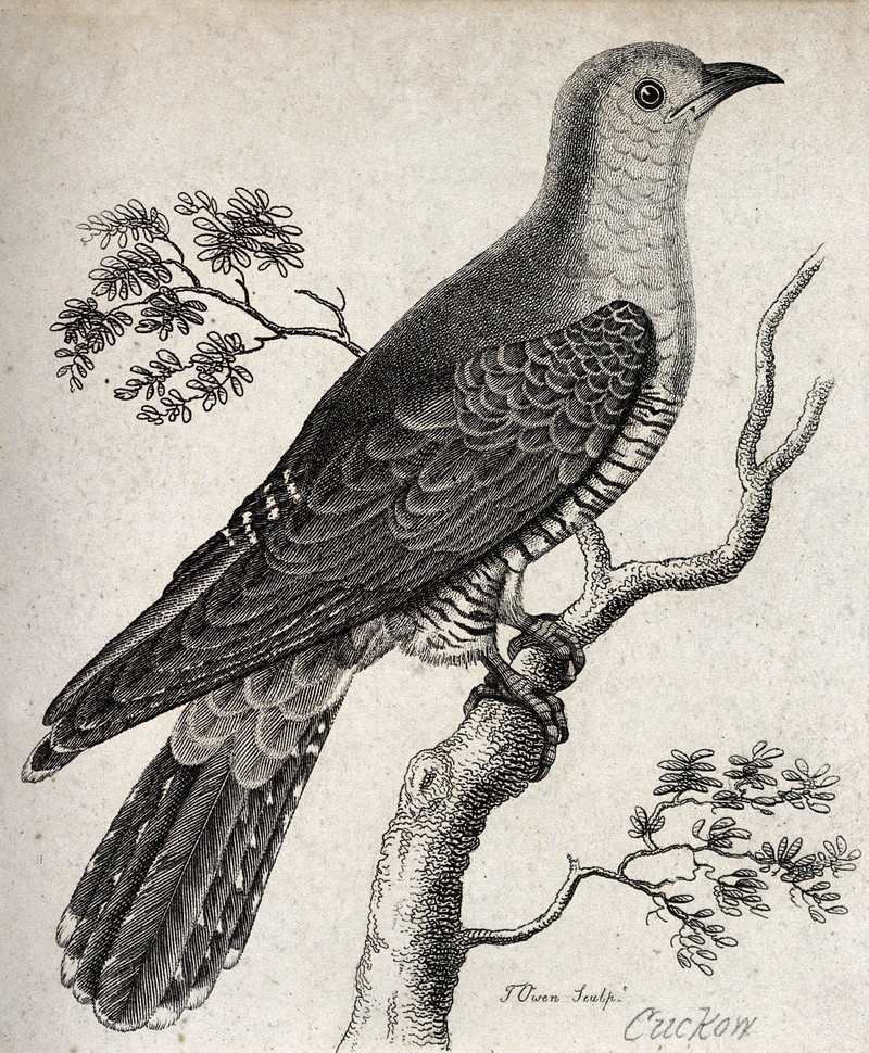 A cuckoo sitting on a branch of a tree. Etching by T. Owen. Wellcome V0020936.jpg