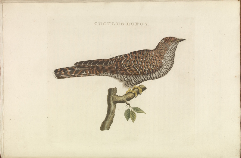 Nederlandsche vogelen (KB) - Cuculus canorus (326b).jpg