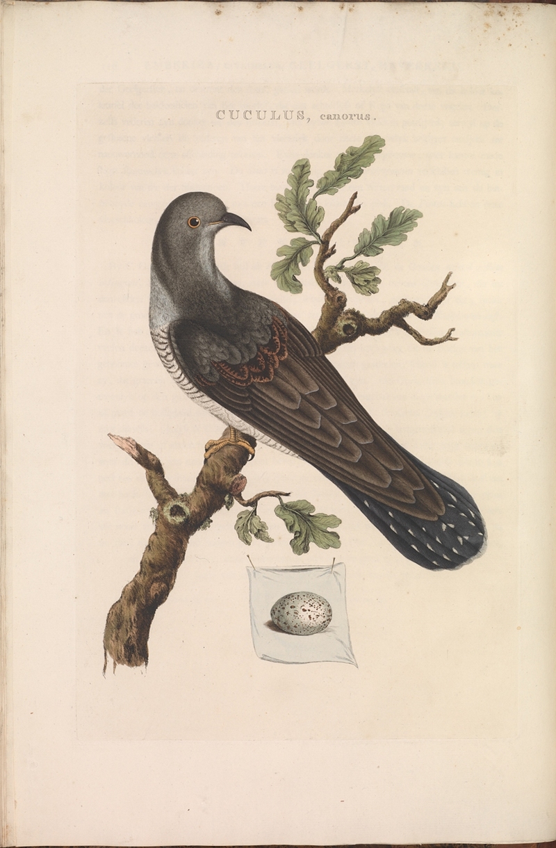 Nederlandsche vogelen (KB) - Cuculus canorus (116b).jpg