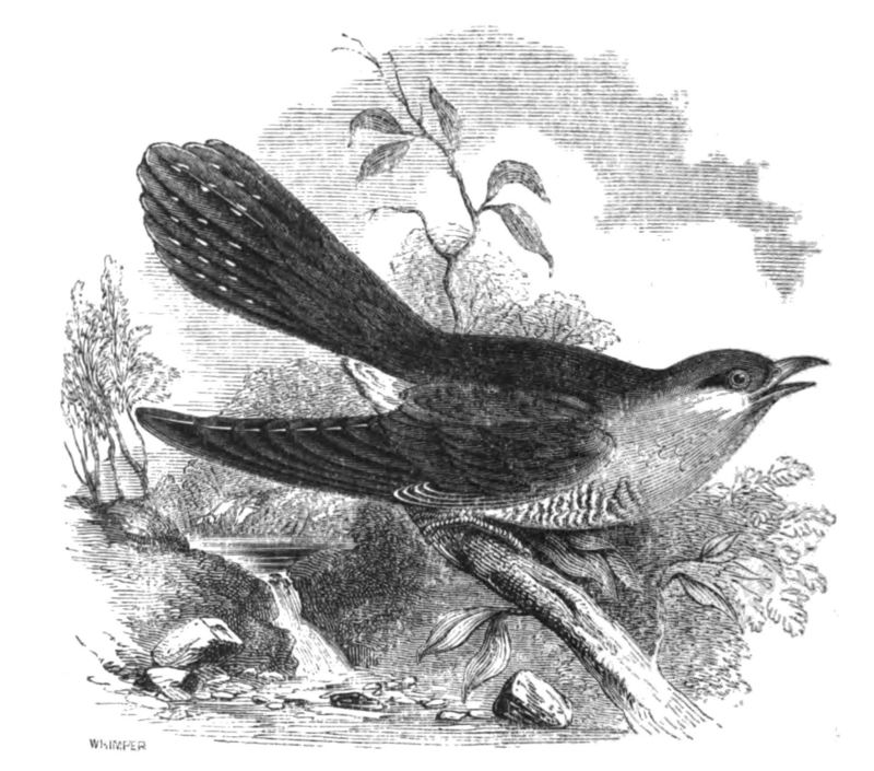 Natural History, Birds - Cuckoo.jpg