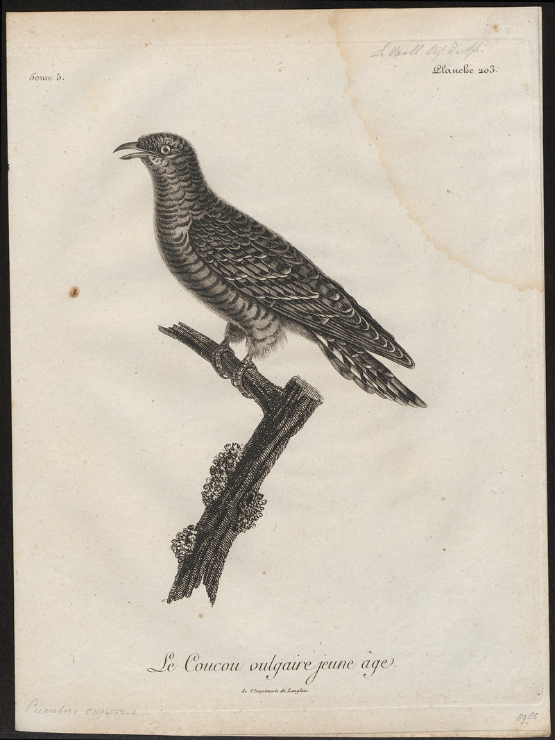 Cuculus canorus - 1796-1808 - Print - Iconographia Zoologica - Special Collections University of Amsterdam - UBA01 IZ18800223.jpg