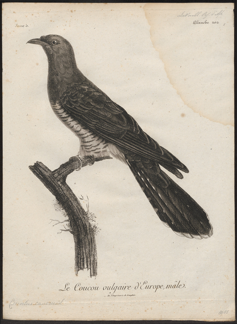Cuculus canorus - 1796-1808 - Print - Iconographia Zoologica - Special Collections University of Amsterdam - UBA01 IZ18800221.jpg
