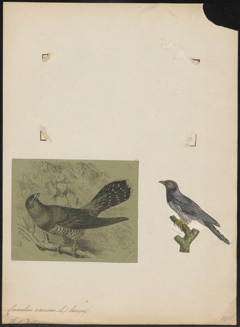 Cuculus canorus - 1700-1880 - Print - Iconographia Zoologica - Special Collections University of Amsterdam - UBA01 IZ18800209.jpg