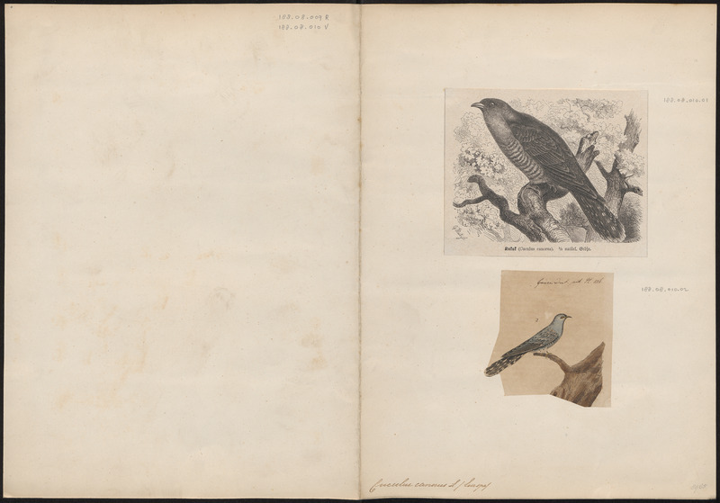 Cuculus canorus - - Print - Iconographia Zoologica - Special Collections University of Amsterdam - UBA01 IZ18800218.jpg