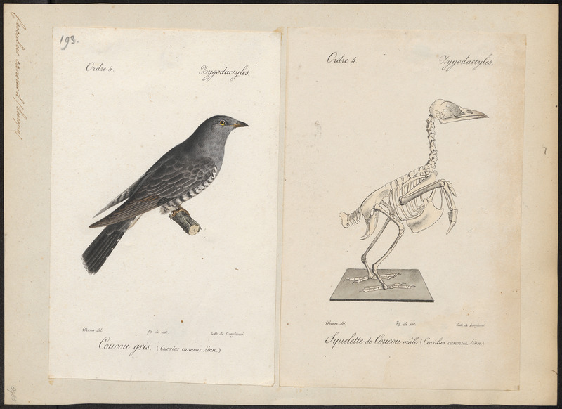 Cuculus canorus - - Print - Iconographia Zoologica - Special Collections University of Amsterdam - UBA01 IZ18800215.jpg