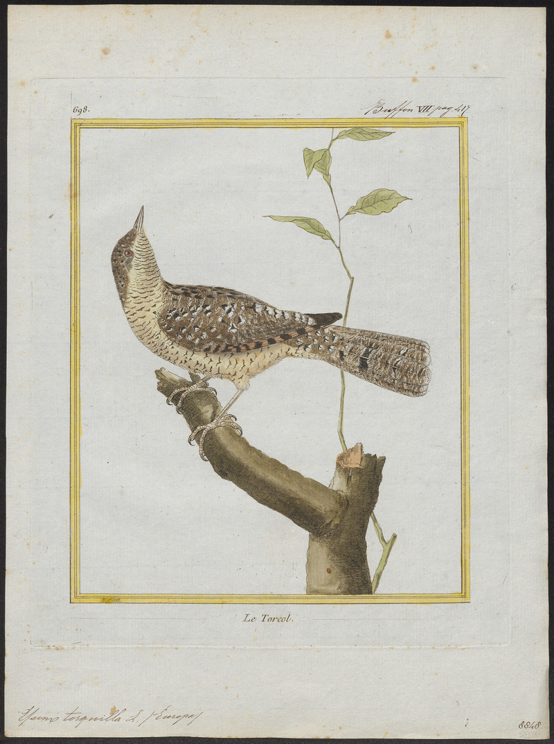 Yunx torquilla - 1700-1880 - Print - Iconographia Zoologica - Special Collections University of Amsterdam - UBA01 IZ18800353.jpg