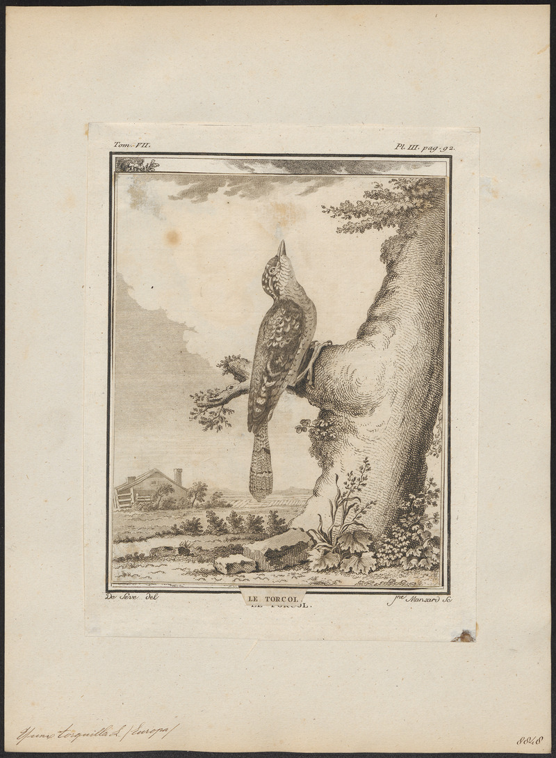 Yunx torquilla - 1700-1880 - Print - Iconographia Zoologica - Special Collections University of Amsterdam - UBA01 IZ18800355.jpg