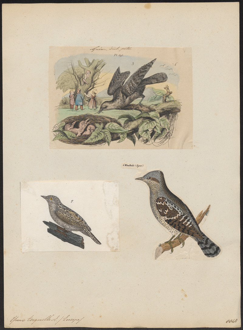 Yunx torquilla - 1700-1880 - Print - Iconographia Zoologica - Special Collections University of Amsterdam - UBA01 IZ18800357.jpg