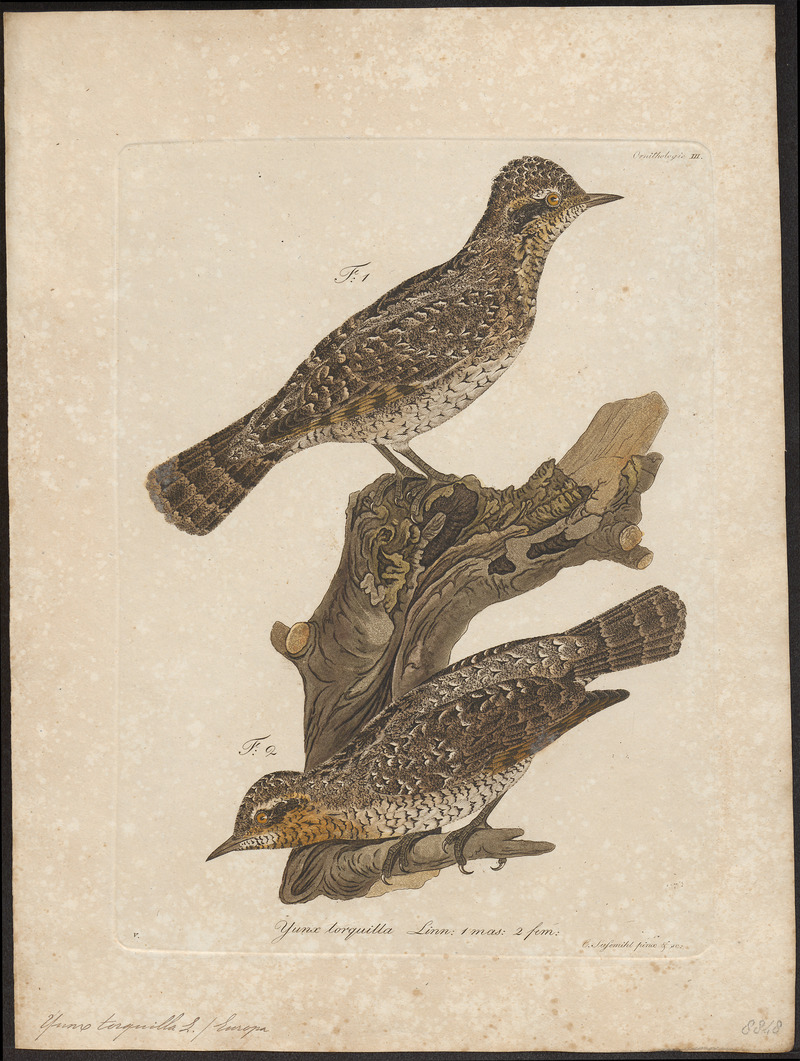 Yunx torquilla - 1800-1812 - Print - Iconographia Zoologica - Special Collections University of Amsterdam - UBA01 IZ18800347.jpg