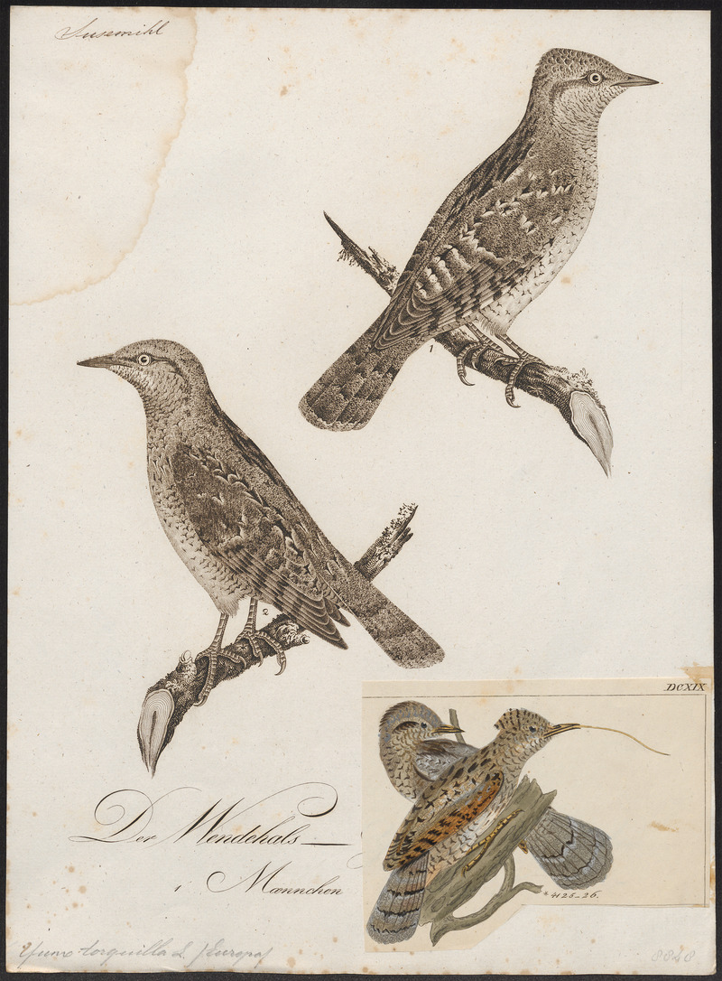 Yunx torquilla - 1800-1812 - Print - Iconographia Zoologica - Special Collections University of Amsterdam - UBA01 IZ18800349.jpg