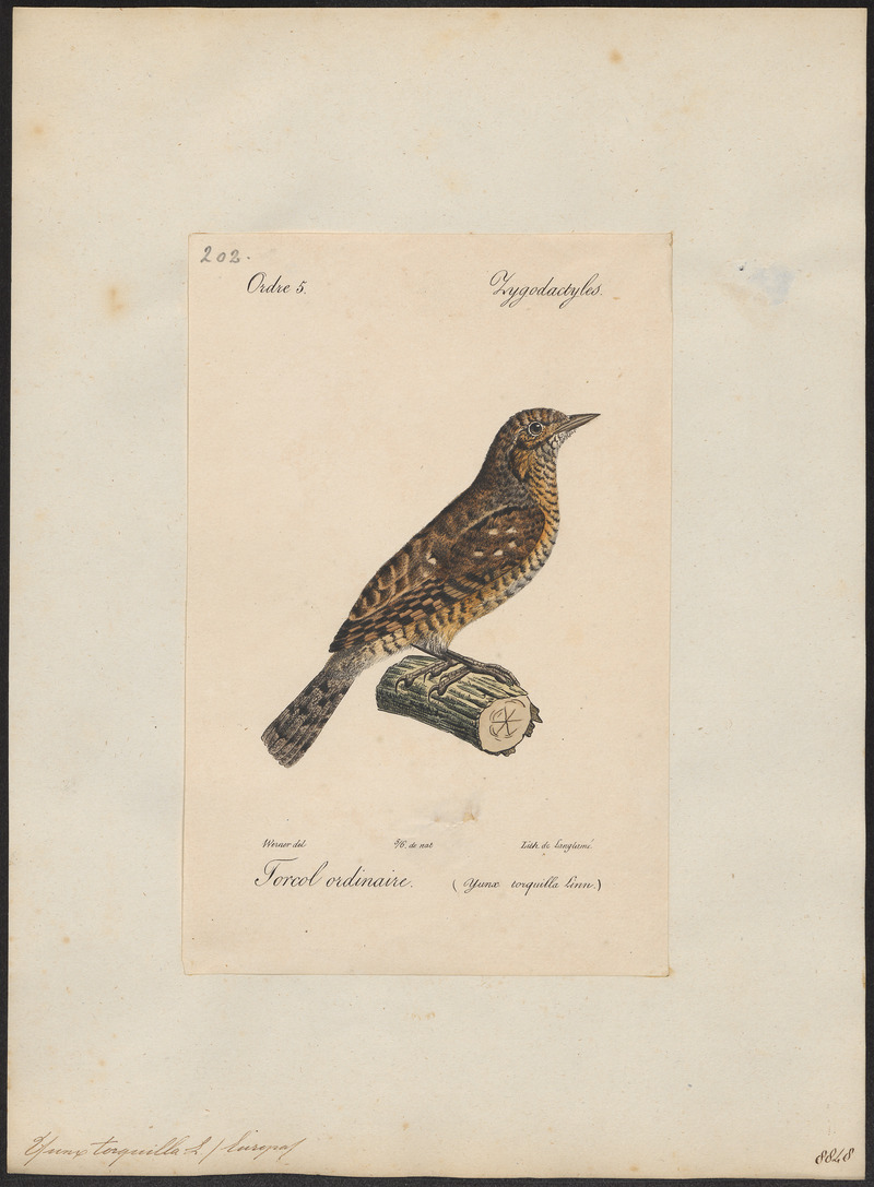Yunx torquilla - 1842-1848 - Print - Iconographia Zoologica - Special Collections University of Amsterdam - UBA01 IZ18800351.jpg