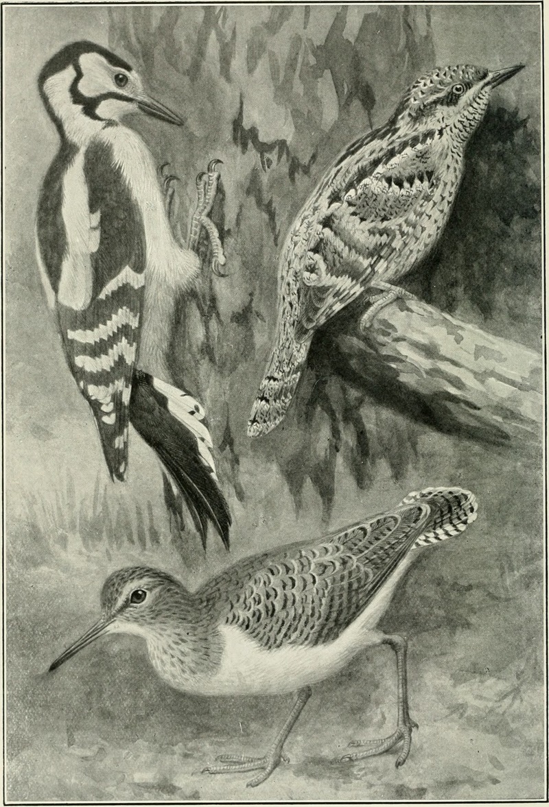 Bird notes (1913) (14727031776).jpg