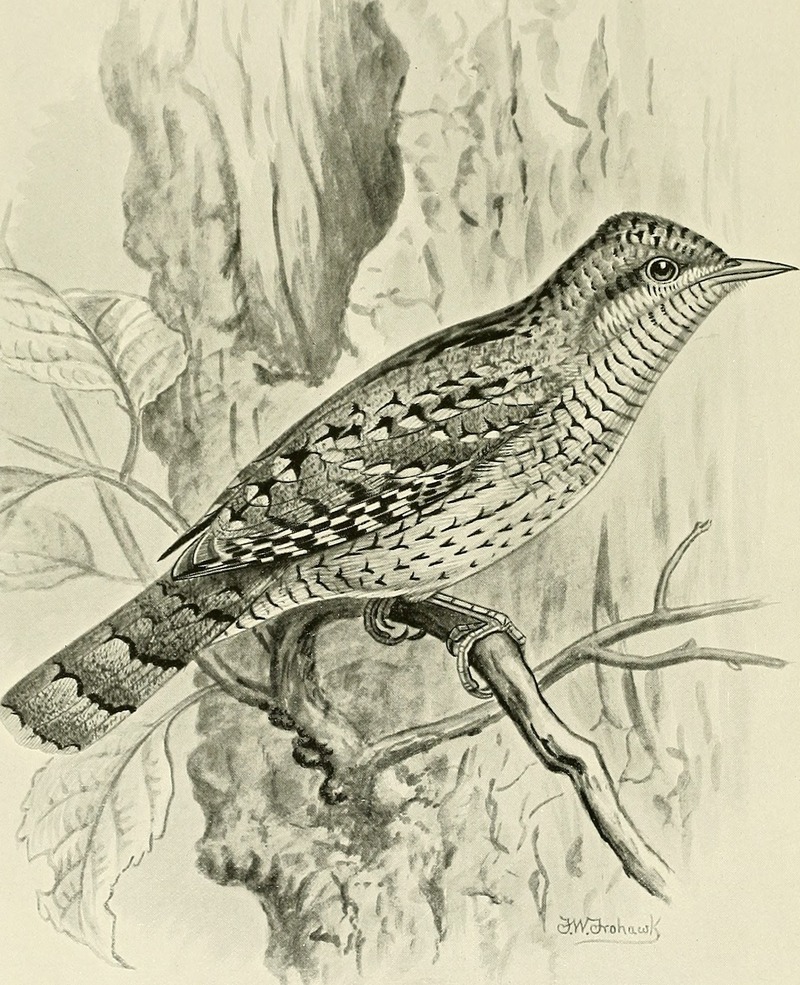 British birds with their nests and eggs (1896) (14770483493).jpg