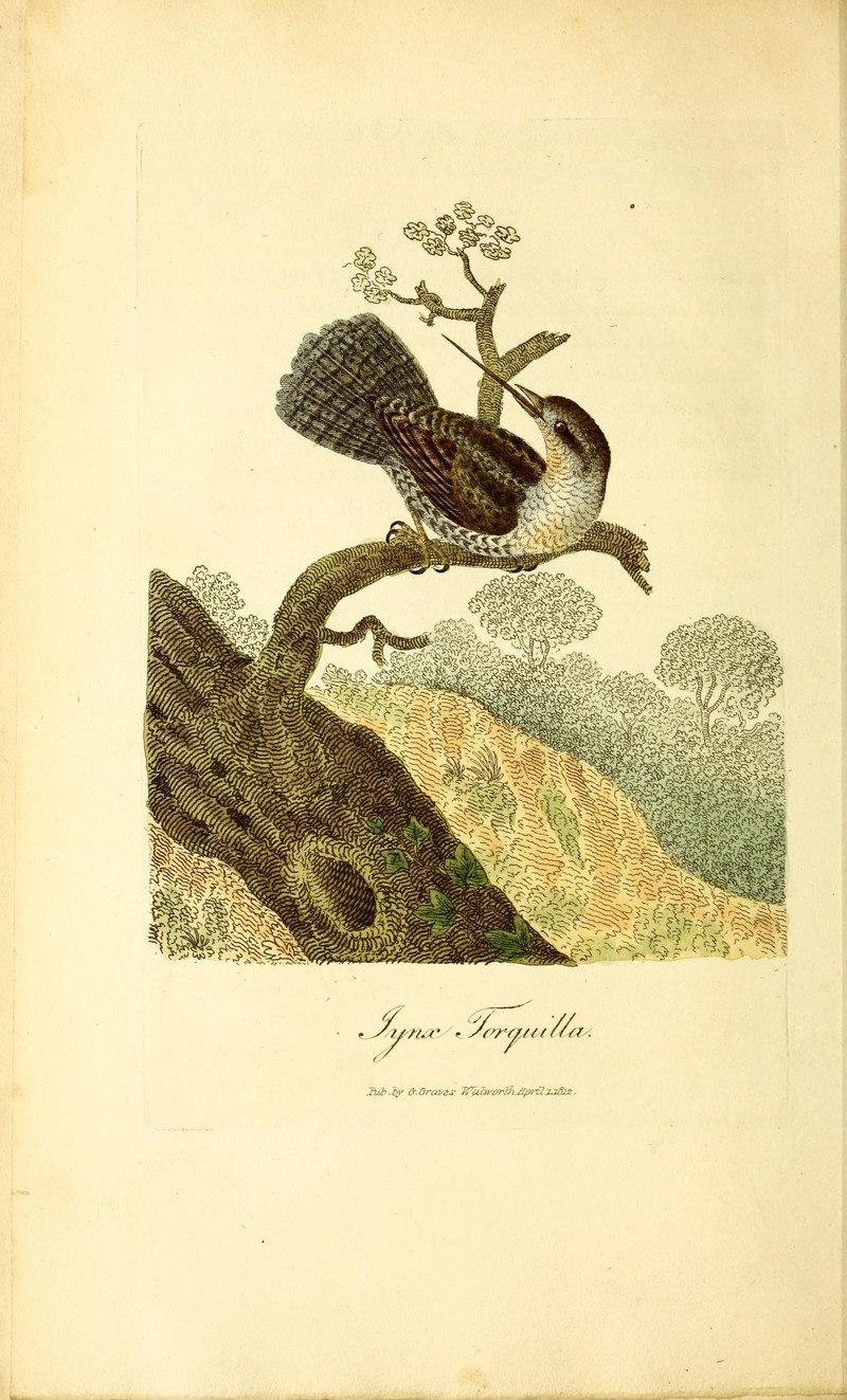 British ornithology (18961549905).jpg