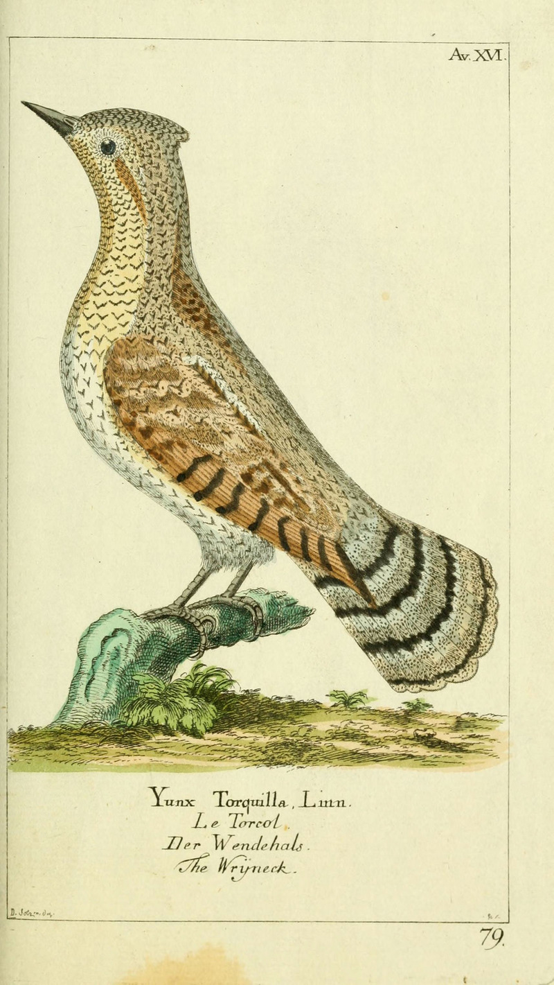 Gemeinnüzzige Naturgeschichte des Thierreichs (Plate 79) (6009084706).jpg