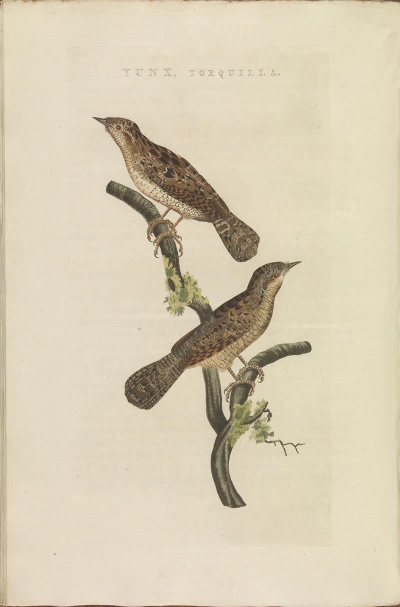 Nederlandsche vogelen (KB) - Jynx torquilla (342b).jpg