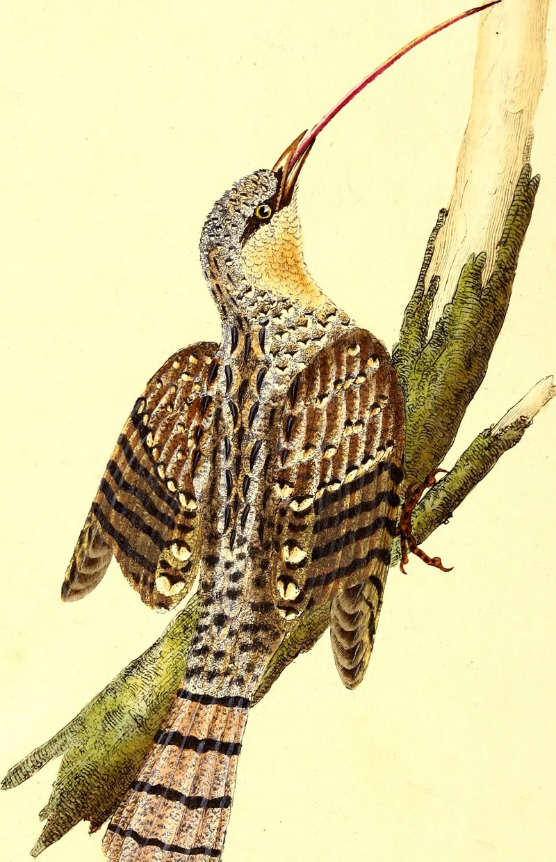 The natural history of British birds, or, A selection of the most rare, beautiful and interesting birds which inhabit this country - the descriptions from the Systema naturae of Linnaeus - with (14772010043).jpg