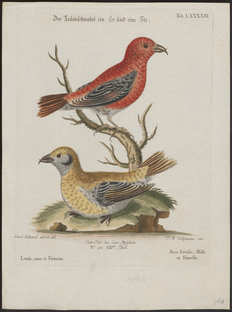 Loxia americana - 1700-1880 - Print - Iconographia Zoologica - Special Collections University of Amsterdam - UBA01 IZ16000187.jpg