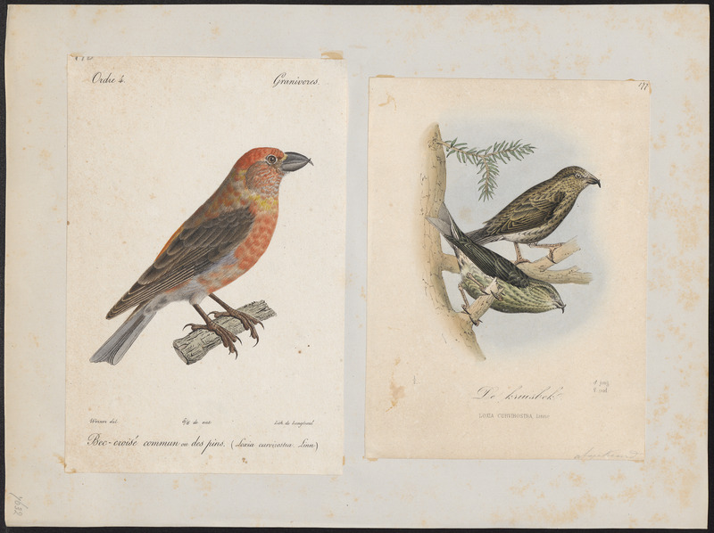 Loxia curvirostra - - Print - Iconographia Zoologica - Special Collections University of Amsterdam - UBA01 IZ16000225.jpg