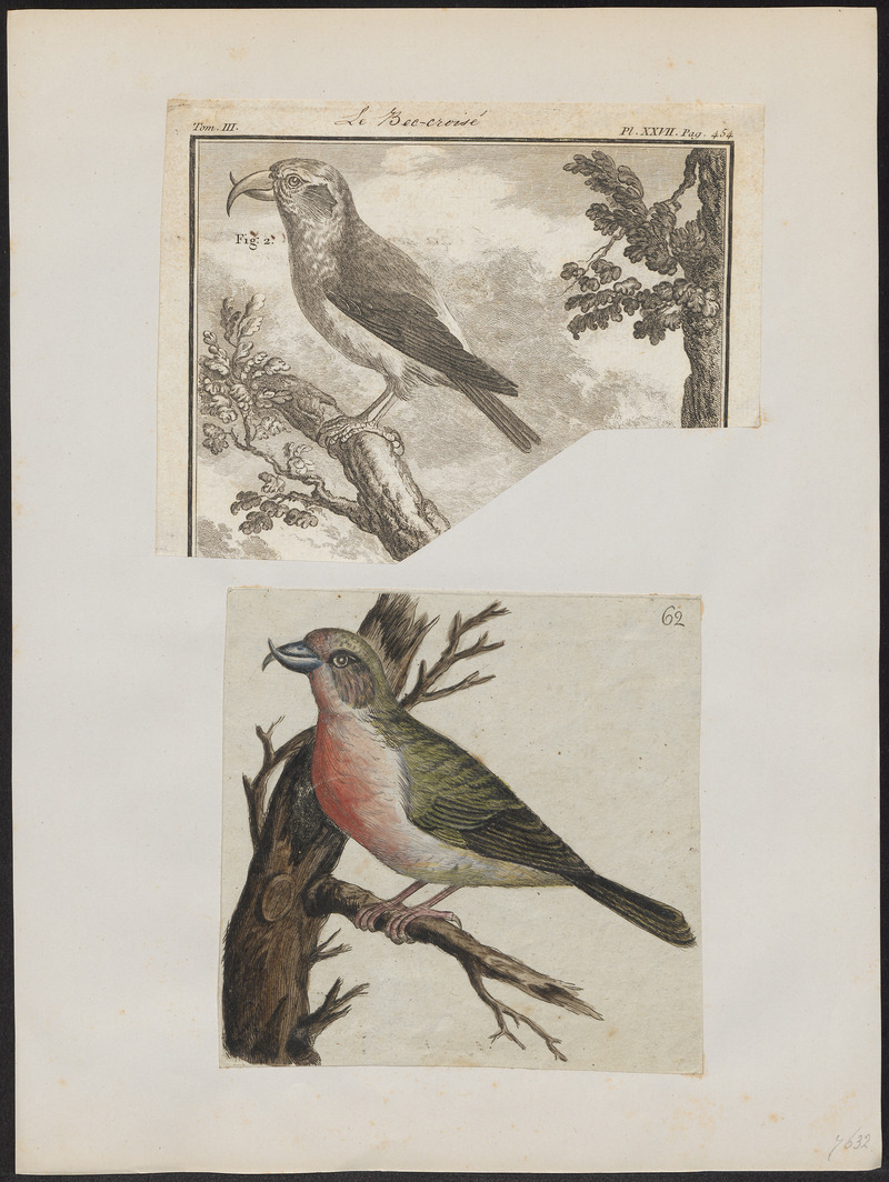 Loxia curvirostra - 1700-1880 - Print - Iconographia Zoologica - Special Collections University of Amsterdam - UBA01 IZ16000215.jpg